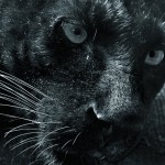 Des nouvelles au sujet de la mort de Sebastian et de la situation de ses deux compagnons